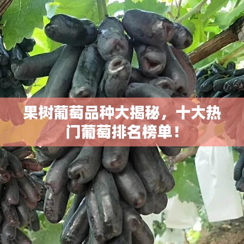 果树葡萄品种大揭秘，十大热门葡萄排名榜单！