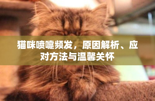 猫咪喷嚏频发，原因解析、应对方法与温馨关怀