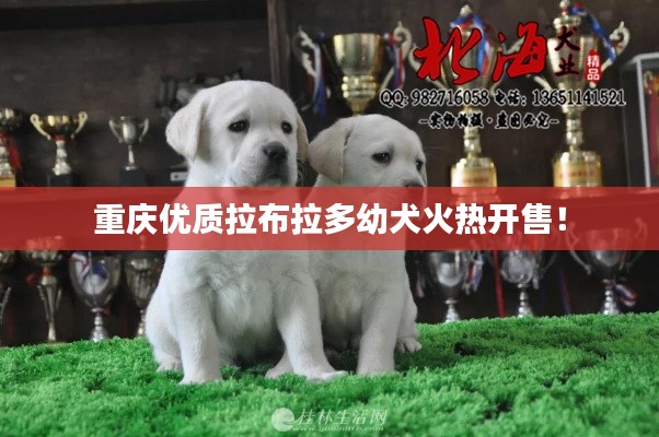 重庆优质拉布拉多幼犬火热开售！