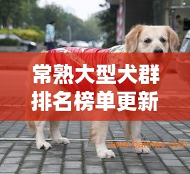 常熟大型犬群排名榜单更新，热门犬种一览无余！