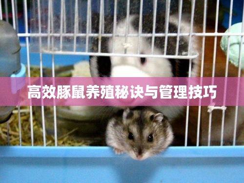 高效豚鼠养殖秘诀与管理技巧