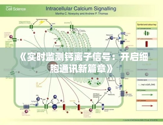 《实时监测钙离子信号：开启细胞通讯新篇章》