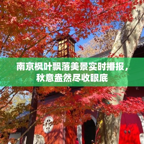 南京枫叶飘落美景实时播报，秋意盎然尽收眼底