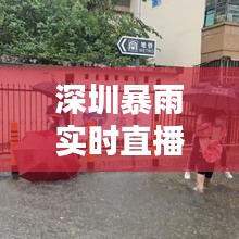 深圳暴雨实时直播：城市应对极端天气挑战