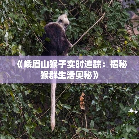 《峨眉山猴子实时追踪：揭秘猴群生活奥秘》