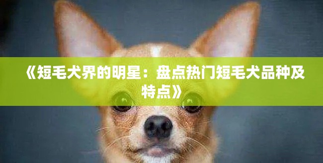 《短毛犬界的明星：盘点热门短毛犬品种及特点》