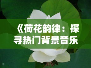 《荷花韵律：探寻热门背景音乐的魅力》