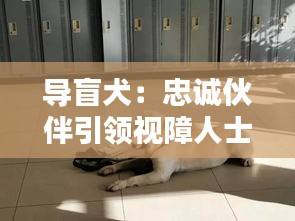 导盲犬：忠诚伙伴引领视障人士融入社会