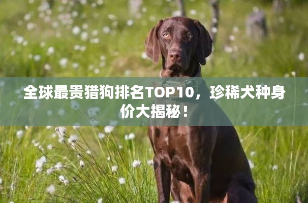 全球最贵猎狗排名TOP10，珍稀犬种身价大揭秘！