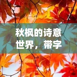 秋枫的诗意世界，带字图片的绝美之旅