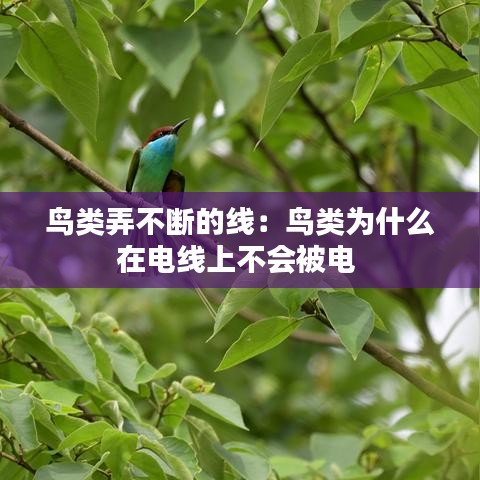 鸟类弄不断的线：鸟类为什么在电线上不会被电 