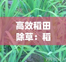 高效稻田除草：稻田专用除草剂 