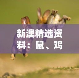 新澳精选资料：鼠、鸡、兔、狗，免费公开