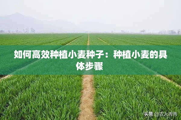 如何高效种植小麦种子：种植小麦的具体步骤 