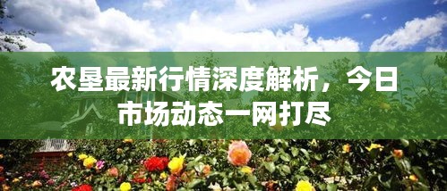 农垦最新行情深度解析，今日市场动态一网打尽