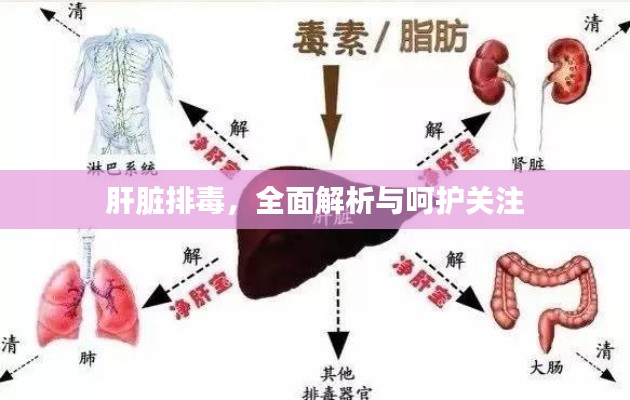 肝脏排毒，全面解析与呵护关注