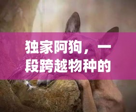 独家阿狗，一段跨越物种的深情友情之旅