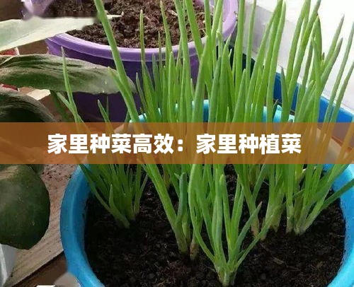 家里种菜高效：家里种植菜 