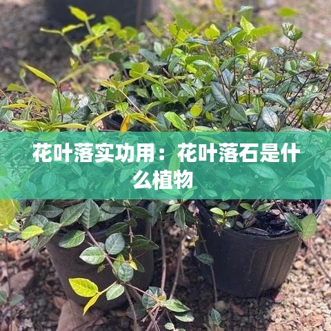 花叶落实功用：花叶落石是什么植物 