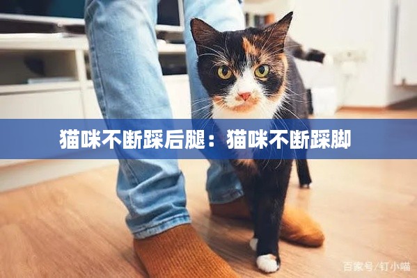 猫咪不断踩后腿：猫咪不断踩脚 