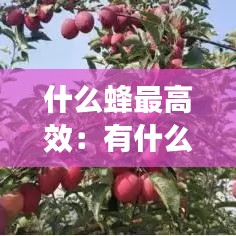 什么蜂最高效：有什么蜂 