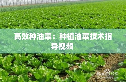 高效种油菜：种植油菜技术指导视频 