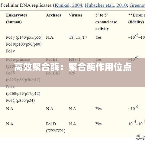 高效聚合酶：聚合酶作用位点 