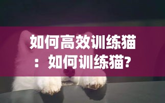 如何高效训练猫：如何训练猫? 