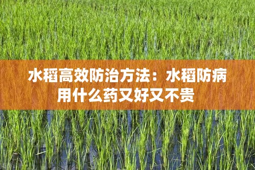 水稻高效防治方法：水稻防病用什么药又好又不贵 