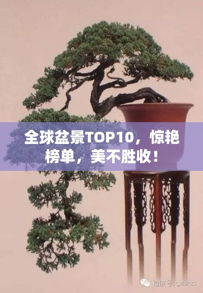 全球盆景TOP10，惊艳榜单，美不胜收！