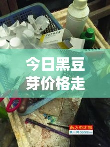 今日黑豆芽价格走势揭秘，最新动态与市场分析