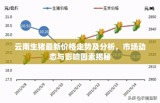 云南生猪最新价格走势及分析，市场动态与影响因素揭秘