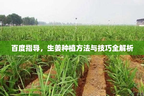 百度指导，生姜种植方法与技巧全解析