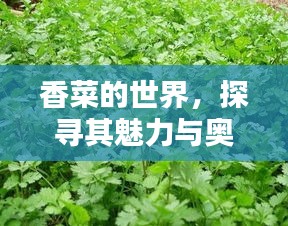 香菜的世界，探寻其魅力与奥秘