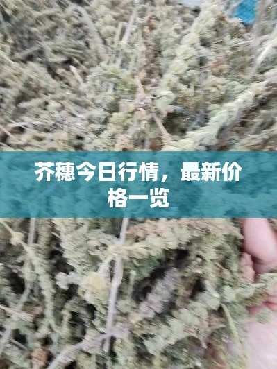 芥穗今日行情，最新价格一览