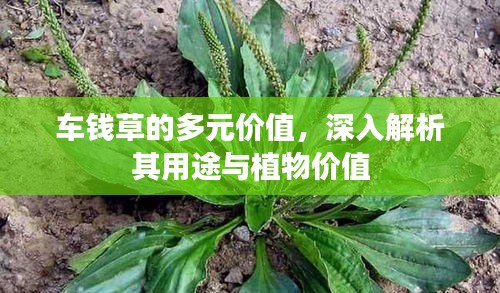 车钱草的多元价值，深入解析其用途与植物价值