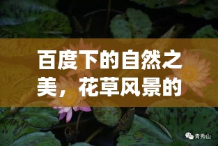 百度下的自然之美，花草风景的魅力展现