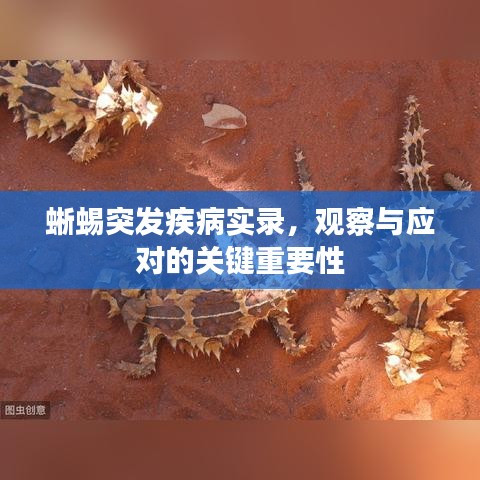 蜥蜴突发疾病实录，观察与应对的关键重要性