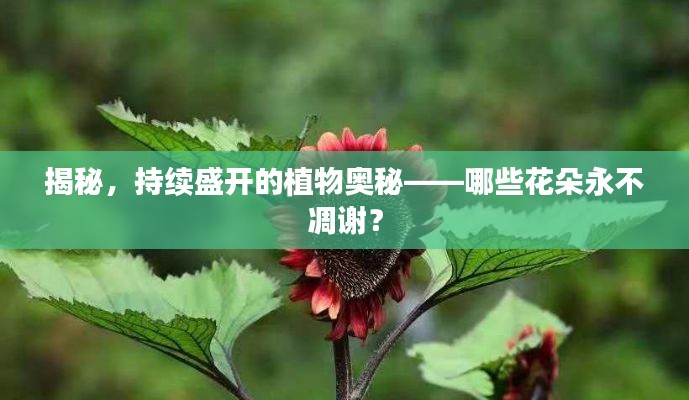 揭秘，持续盛开的植物奥秘——哪些花朵永不凋谢？