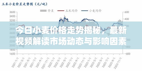 今日小麦价格走势揭秘，最新视频解读市场动态与影响因素