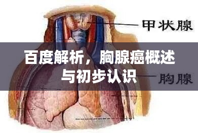 百度解析，胸腺癌概述与初步认识