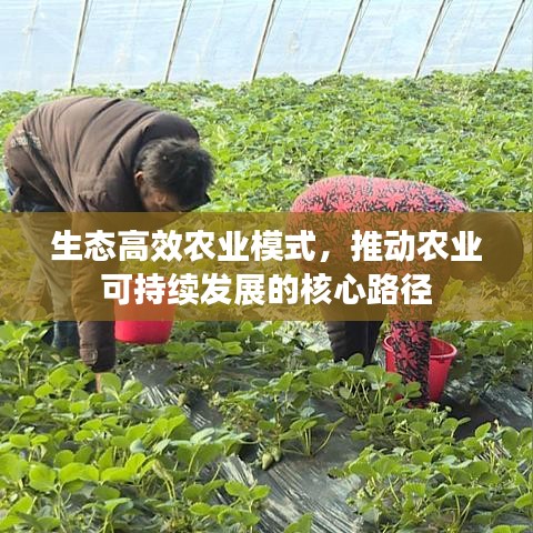 生态高效农业模式，推动农业可持续发展的核心路径