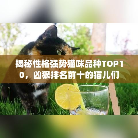 揭秘性格强势猫咪品种TOP10，凶狠排名前十的猫儿们