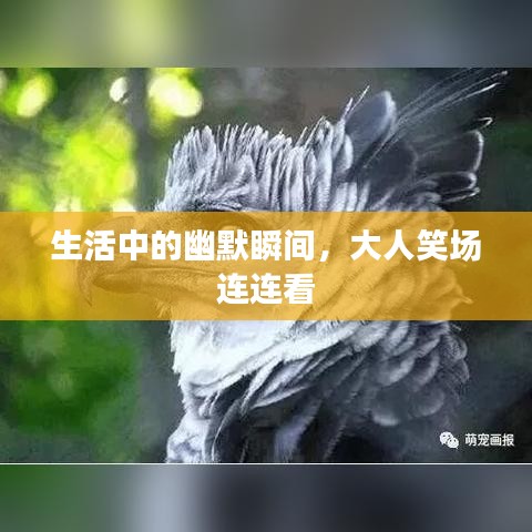 生活中的幽默瞬间，大人笑场连连看