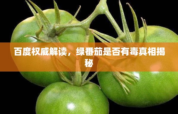 百度权威解读，绿番茄是否有毒真相揭秘