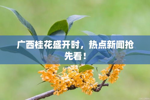 广西桂花盛开时，热点新闻抢先看！