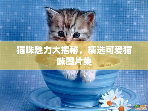 猫咪魅力大揭秘，精选可爱猫咪图片集