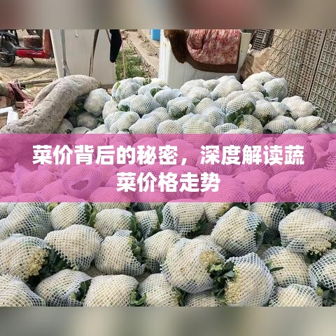 菜价背后的秘密，深度解读蔬菜价格走势