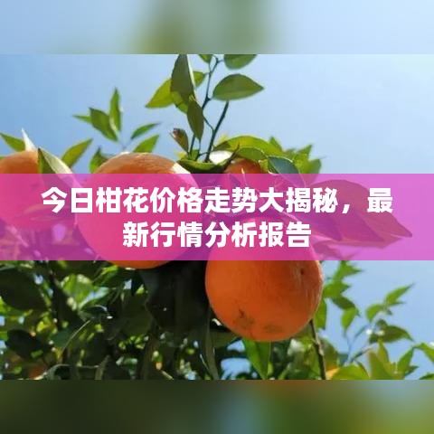 今日柑花价格走势大揭秘，最新行情分析报告