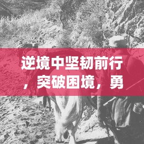 逆境中坚韧前行，突破困境，勇攀高峰